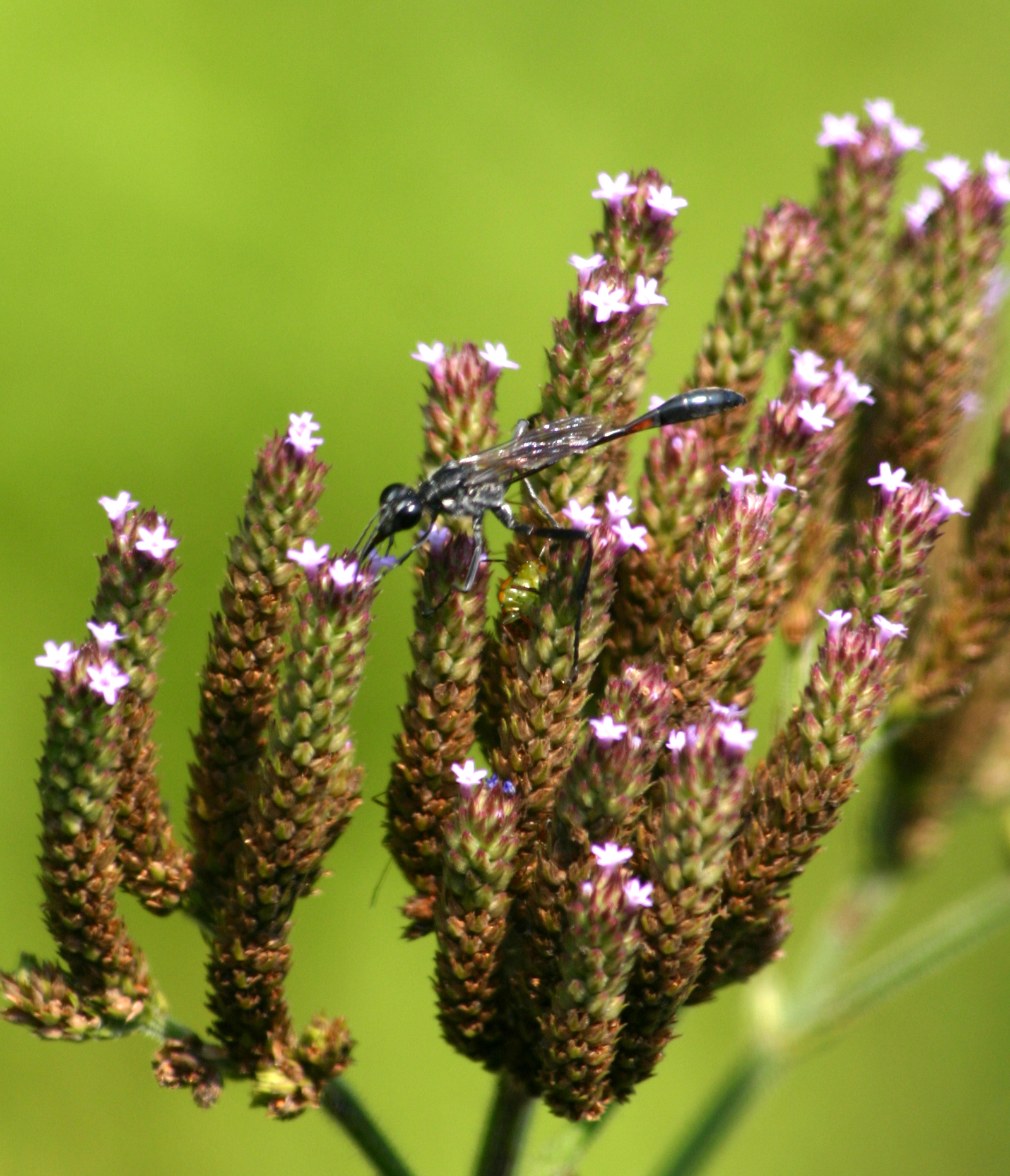 Verbena Brasiliensis